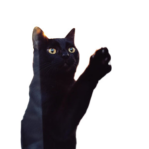 Cat Vinyl Car Decal Sticker – Waterproof & UV-Resistant 4.0" Cat Vinyl Car Decal Sticker – Waterproof & UV-Resistant 4.0"