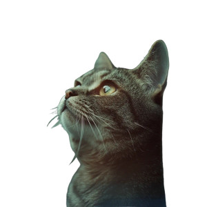Cat Photography Vinyl Car Decal Sticker – Waterproof & UV-Resistant 4.0" Cat Photography Vinyl Car Decal Sticker – Waterproof & UV-Resistant 4.0"