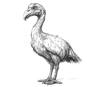Dodo Side Sketch Vinyl Car Decal Sticker – Waterproof & UV-Resistant 4.0" Dodo Side Sketch Vinyl Car Decal Sticker – Waterproof & UV-Resistant 4.0"