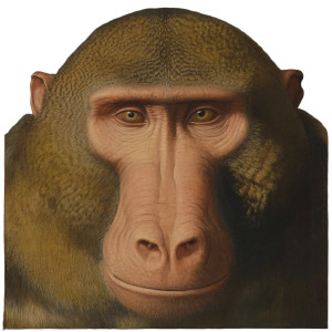 Durer Merian Chacma Baboon Vinyl Car Decal Sticker – Waterproof & UV-Resistant 4.0" Durer Merian Chacma Baboon Vinyl Car Decal Sticker – Waterproof & UV-Resistant 4.0"