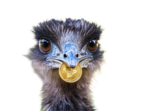 Emu Face Gold Coin Vinyl Car Decal Sticker – Waterproof & UV-Resistant 5.31"