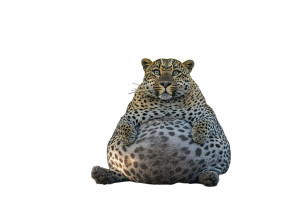 Funny Fat Leopard Vinyl Car Decal Sticker – Waterproof & UV-Resistant 6.0"