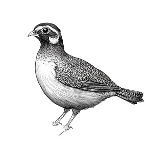 Gambels Quail Illustration Vinyl Car Decal Sticker – Waterproof & UV-Resistant 4.0"