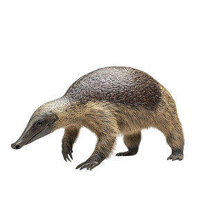 Giant Anteater Cerrado Walking Vinyl Car Decal Sticker – Waterproof & UV-Resistant 4.0"