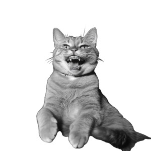 Happy Cat Braces Sofa Vinyl Car Decal Sticker – Waterproof & UV-Resistant 4.0"