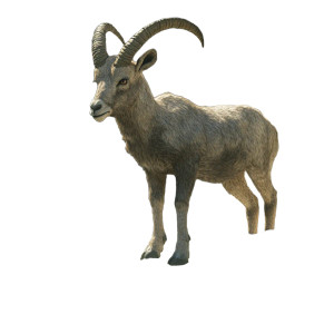 Ibex Cliff Navigation Vinyl Car Decal Sticker – Waterproof & UV-Resistant 4.0" Ibex Cliff Navigation Vinyl Car Decal Sticker – Waterproof & UV-Resistant 4.0"