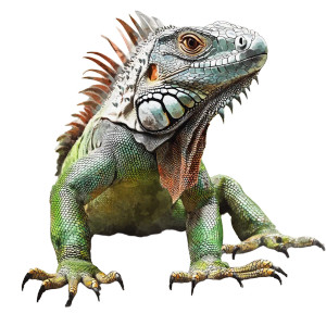 Iguana Watercolor Style Vinyl Car Decal Sticker – Waterproof & UV-Resistant 4.0"