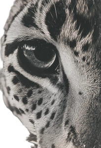 Leopard Black White Vintage Vinyl Car Decal Sticker – Waterproof & UV-Resistant 4.37"