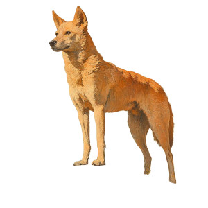 Majestic Dingo Painting Vinyl Car Decal Sticker – Waterproof & UV-Resistant 4.0"