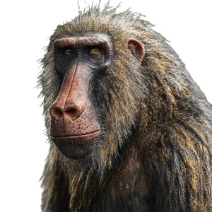 Man Baboon Hybrid Vinyl Car Decal Sticker – Waterproof & UV-Resistant 4.0" Man Baboon Hybrid Vinyl Car Decal Sticker – Waterproof & UV-Resistant 4.0"