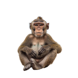 Monkey On Bench Vinyl Car Decal Sticker – Waterproof & UV-Resistant 4.0" Monkey On Bench Vinyl Car Decal Sticker – Waterproof & UV-Resistant 4.0"