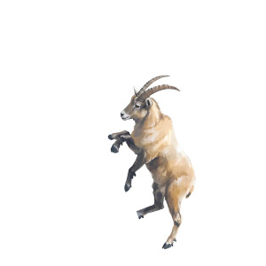 Mountain Goat Watercolor Climbing Vinyl Car Decal Sticker – Waterproof & UV-Resistant 4.0"
