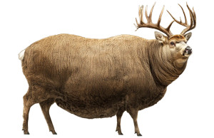 Obese Deer Buck Vinyl Car Decal Sticker – Waterproof & UV-Resistant 6.18"