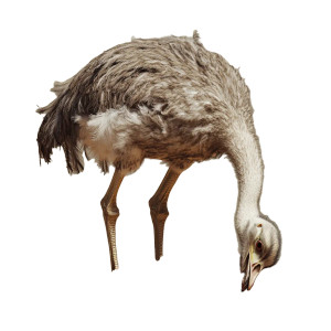 Ostrich Head Sand Realistic Vinyl Car Decal Sticker – Waterproof & UV-Resistant 4.0"