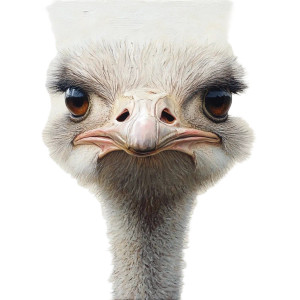 Ostrich Portrait White Background Vinyl Car Decal Sticker – Waterproof & UV-Resistant 4.0"