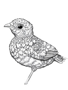 Quail Coloring Page Vinyl Car Decal Sticker – Waterproof & UV-Resistant 4.0"