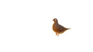 Quail Hopping Grassy Field Vinyl Car Decal Sticker – Waterproof & UV-Resistant 7.14"
