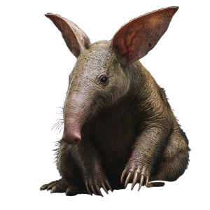 Realistic Aardvark Photo Vinyl Car Decal Sticker – Waterproof & UV-Resistant 4.0" Realistic Aardvark Photo Vinyl Car Decal Sticker – Waterproof & UV-Resistant 4.0"