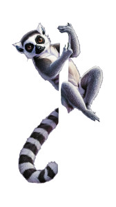 Realistic Lemur Climbing Pole Vinyl Car Decal Sticker – Waterproof & UV-Resistant 4.0"