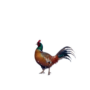 Ring Neck Rooster Pheasant Snow Vinyl Car Decal Sticker – Waterproof & UV-Resistant 4.0"