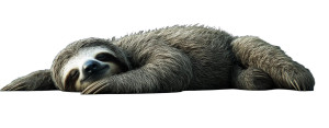 Sloth Sleeping Wide Angle Vinyl Car Decal Sticker – Waterproof & UV-Resistant 10.23"