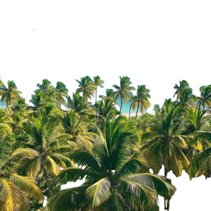 Sunny Blue Sky Palms Vinyl Car Decal Sticker – Waterproof & UV-Resistant 4.0"