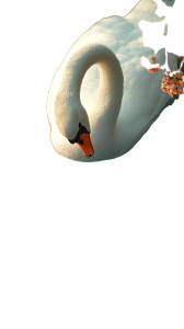 Swan Reflection Woods Noon Vinyl Car Decal Sticker – Waterproof & UV-Resistant 4.0"