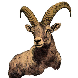 Vintage Alpine Ibex Illustration Vinyl Car Decal Sticker – Waterproof & UV-Resistant 4.0" Vintage Alpine Ibex Illustration Vinyl Car Decal Sticker – Waterproof & UV-Resistant 4.0"