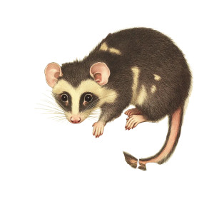 Vintage Opossum Botanical Illustration Vinyl Car Decal Sticker – Waterproof & UV-Resistant 4.0" Vintage Opossum Botanical Illustration Vinyl Car Decal Sticker – Waterproof & UV-Resistant 4.0"