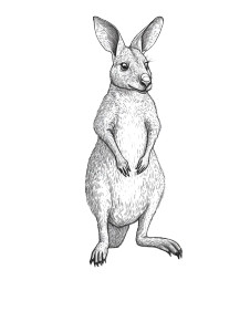 Wallaby On Log Vinyl Car Decal Sticker – Waterproof & UV-Resistant 4.0" Wallaby On Log Vinyl Car Decal Sticker – Waterproof & UV-Resistant 4.0"