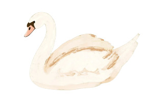 White Swan Matisse Style Vinyl Car Decal Sticker – Waterproof & UV-Resistant 6.0"