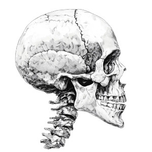 Head Bone Vinyl Car Decal Sticker – Waterproof & UV-Resistant 8"