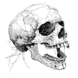 Detached Jaw Skull Vinyl Car Decal Sticker – Waterproof & UV-Resistant 8"