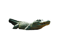 Tropical Rainforest Crocodile Vinyl Car Decal Sticker – Waterproof & UV-Resistant 8" Tropical Rainforest Crocodile Vinyl Car Decal Sticker – Waterproof & UV-Resistant 8"