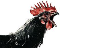 Rooster Attacking Vinyl Car Decal Sticker – Waterproof & UV-Resistant 8" Rooster Attacking Vinyl Car Decal Sticker – Waterproof & UV-Resistant 8"