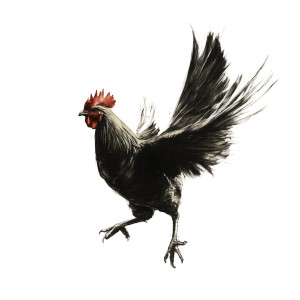 Realistic Chicken Drawing Vinyl Car Decal Sticker – Waterproof & UV-Resistant 8" Realistic Chicken Drawing Vinyl Car Decal Sticker – Waterproof & UV-Resistant 8"