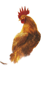 Celestial Golden Rooster Vinyl Car Decal Sticker – Waterproof & UV-Resistant 8"