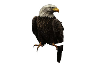 Angry Bald Eagle Vinyl Car Decal Sticker – Waterproof & UV-Resistant 8" Angry Bald Eagle Vinyl Car Decal Sticker – Waterproof & UV-Resistant 8"