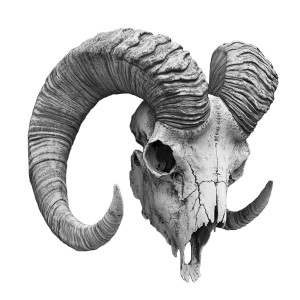 Mouflon Skull Vinyl Car Decal Sticker – Waterproof & UV-Resistant 8" Mouflon Skull Vinyl Car Decal Sticker – Waterproof & UV-Resistant 8"