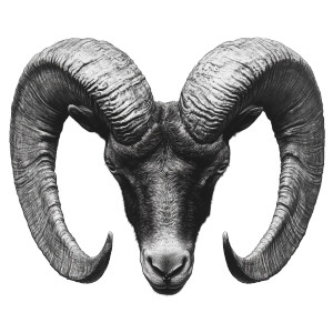 Goat Horns Front Vinyl Car Decal Sticker – Waterproof & UV-Resistant 8"