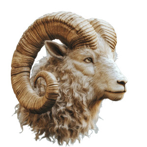 Curved Horn Goat Vinyl Car Decal Sticker – Waterproof & UV-Resistant 8" Curved Horn Goat Vinyl Car Decal Sticker – Waterproof & UV-Resistant 8"