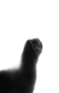 False Idol Worship Vinyl Car Decal Sticker – Waterproof & UV-Resistant 8"