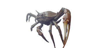 Giant Crab Attack Vinyl Car Decal Sticker – Waterproof & UV-Resistant 8"