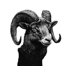 Realistic Ram Tattoo Vinyl Car Decal Sticker – Waterproof & UV-Resistant 8" Realistic Ram Tattoo Vinyl Car Decal Sticker – Waterproof & UV-Resistant 8"