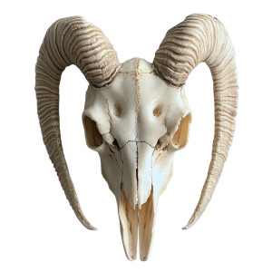 Goat Skull V3 Vinyl Car Decal Sticker – Waterproof & UV-Resistant 8"