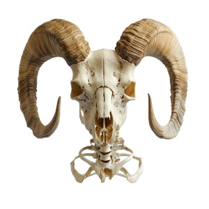 Ram Skeleton Vinyl Car Decal Sticker – Waterproof & UV-Resistant 8"