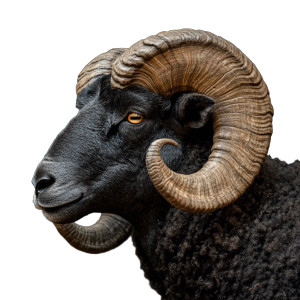 Dark Male Ram Vinyl Car Decal Sticker – Waterproof & UV-Resistant 8"
