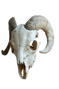 Sheep Skull V2 Vinyl Car Decal Sticker – Waterproof & UV-Resistant 8" Sheep Skull V2 Vinyl Car Decal Sticker – Waterproof & UV-Resistant 8"