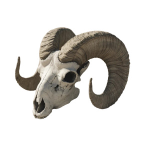 Bighorn Sheep Skull Vinyl Car Decal Sticker – Waterproof & UV-Resistant 8"