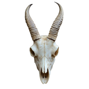 Antelope Skull Vinyl Car Decal Sticker – Waterproof & UV-Resistant 8"